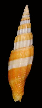 Vexillum citrinum filiareginae  66.6mm F+++