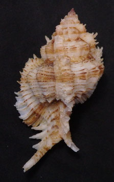Chicoreus superbus 74.1mm F+++