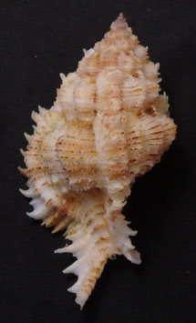 Chicoreus superbus 71mm F+++