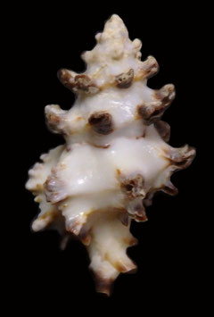 Attiliosa nodulifera  27.6mm F+++
