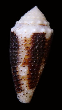 Conus varius  40.5mm F++/F+++