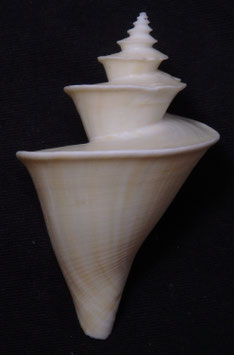 Thatcheria mirabilis  56.6mm F++/F+++