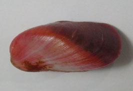 Modiolus philippinarum  37.1mm F+++