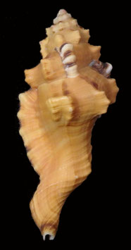Cymatium lotorium  128.5mm F+++