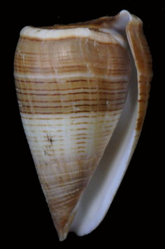 Conus  loroisii insignis  65.9mm F+++ amazing beauty