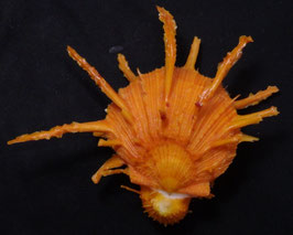 Spondylus regius 59.6mm F++/F+++