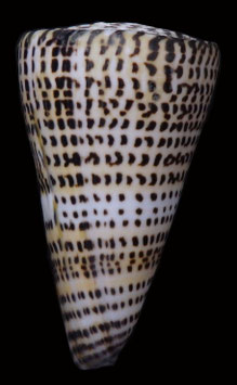 Conus litteratus 121.6mm F+++