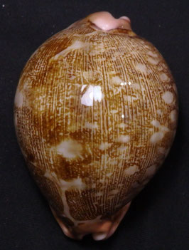 cypraea mappa  66.8mm F+++