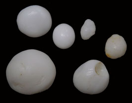 Tridacna squamosa wild clam pearl 6mm-15.9mm