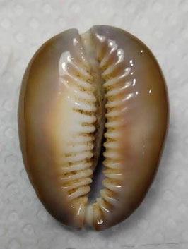 Cypraea caputserpentis 37mm F+++