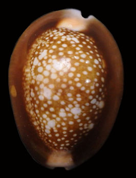 Monetaria caputserpentis  41.1mm F+++ big size