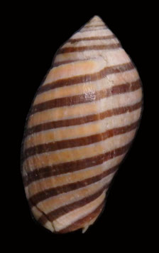 Vexilla vexillum 21.5mm F+