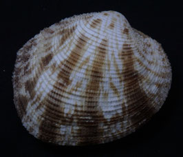 Periglypta chemnitzi 58.5mm F+++