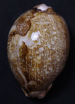 Cypraea mappa 70mm F+++