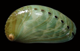 Haliotis asinina 65.1mm F+++