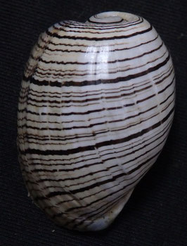 Hydatina physis  33.3mm F+++