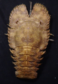 Ibacus ciliatus  162mm Fan Lobster