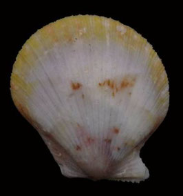 Cryptopecten bullatus  17mm F+++