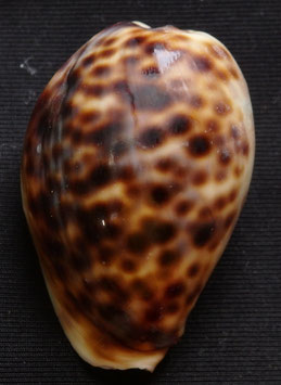 Cypraea tigris  36.9mm F+, freak  sub adult form sea shell
