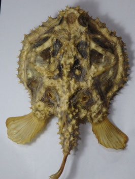 deep sea spiny fish species 252mm dried preserved