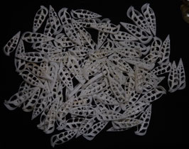 Cut shell Rhinoclavis vertagus  36mm - 49mm set of 50pcs