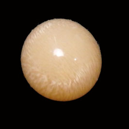 Cassis cornuta wild pearl 6.4mm x 6.2mm with big flame