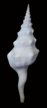 Fusinus undatus   185.4mm F+++