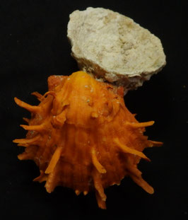 Spondylus  foliaceus   f. croceus   55.9mm F+++