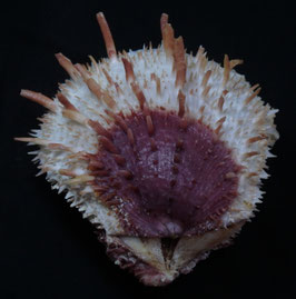 Spondylus varians   137.7mm F+++