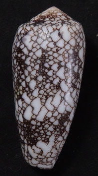 Conus omaria  57mm F+++