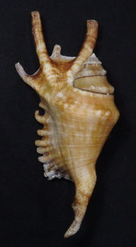 Lambis  millepeda  118.8mm F+++,