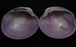 Periglypta puerpera  90.4mm F+++