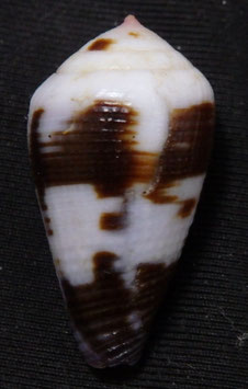 Conus coffeae  26.3mm F++