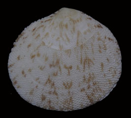 Scutarcopagia scobinata  41.8mm x 46mm F+++