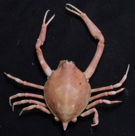 Myra grandis  41.7mm preserved crabs