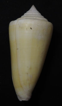 Conus crepusculum Reeve, 1844