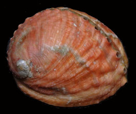 Haliotis assimilis  61.4mm F++