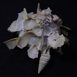 Xenophora pallidula  47.1mm F++