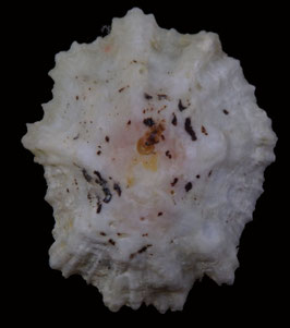 Scutellastra flexuosa  40mm F+++