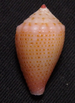Conus axelrodi  19.5mm F+++