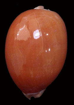 Callistocypraea aurantium  89.7mm F++
