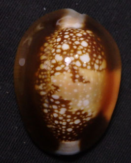 Cypraea caputserpentis  33.2mm F+++