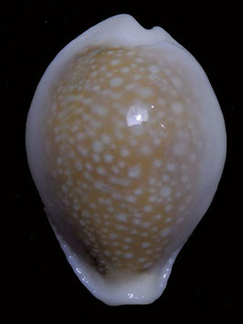 Naria miliaris var. bonfantinii  33.7mm F+++