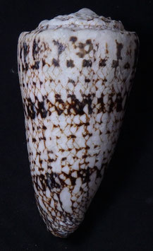 Conus nicobaricus  107.7mm F++