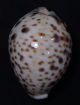 Cypraea tigris  pardalis  78.3mm F+++