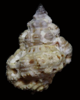 Bursa rhodostoma  27.3mm F+++