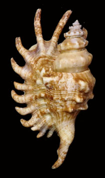 Lambis  millepeda  106.4mm F+++,