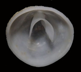 Crepidula walshi Reeve, 1859