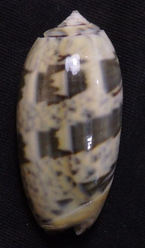 Oliva keenii  37.8mm F+++
