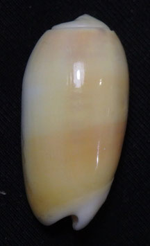 Oliva carneola  25.4mm F+++